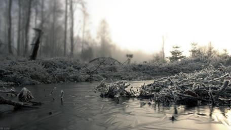 Icy swamp ❄️ wallpaper