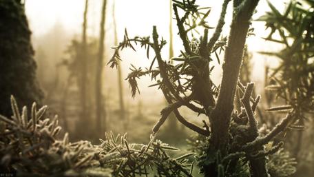 Frosty Woodland Serenity wallpaper