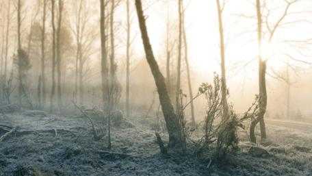 Hoarfrost in the grass wallpaper