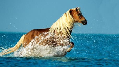 Majestic Horse Galloping Through the Sea wallpaper