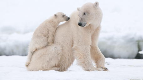Polar bear cub wallpaper