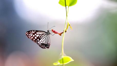 Butterfly on a stem wallpaper