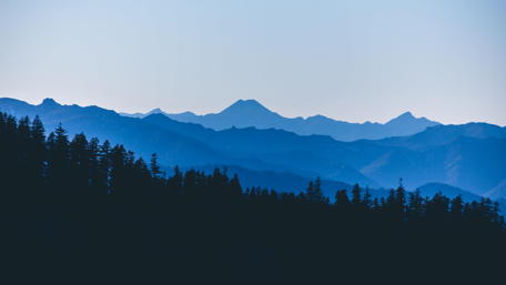 Forest silhouette wallpaper