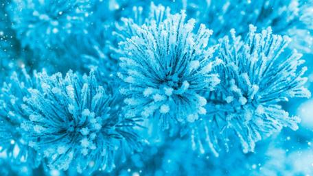 Hoarfrost on the pine wallpaper