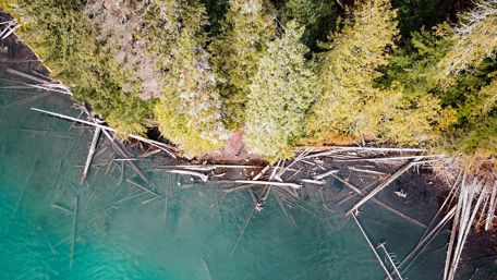 Forest in Canada wallpaper