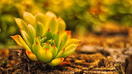 Rose Succulent wallpaper