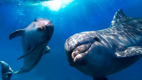 Playful Dolphins in Serene Blue Waters wallpaper