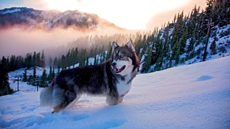 Siberian Husky wallpaper