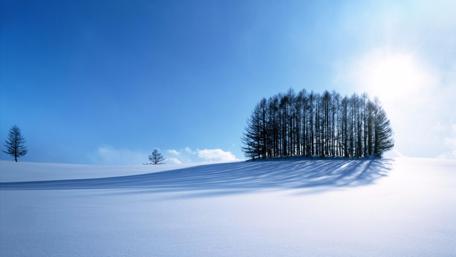 Group of tree wallpaper