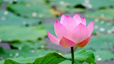 Lotus flower wallpaper