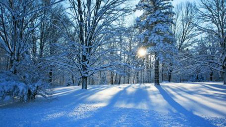 Winter Wonderland in Frosty Forest wallpaper
