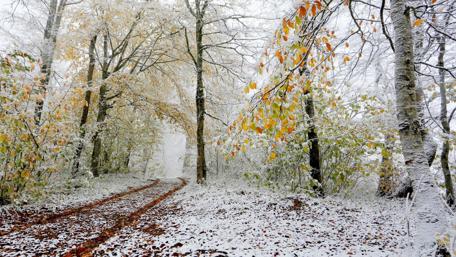 Autumn snow wallpaper