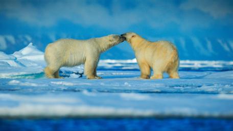 Majestic Polar Bears in the Arctic Landscape wallpaper