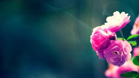 Pink Roses wallpaper