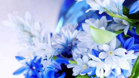 Elegant Blue and White Floral Arrangement wallpaper