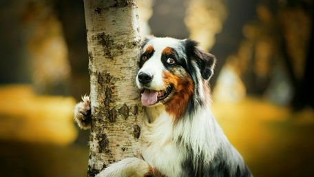 Australian Shepherd wallpaper
