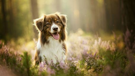 Joyful Aussie Shepherd in Blooming Meadow wallpaper