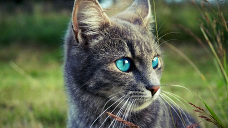 Cute Cat with Striking Blue Eyes in the Grass wallpaper
