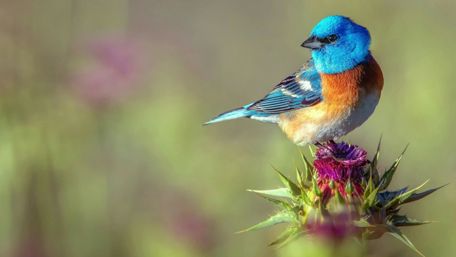 Vibrant Bluebird Perched on a Thistle Bloom wallpaper