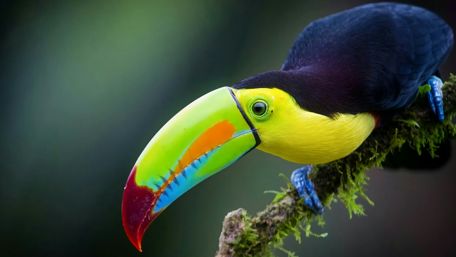 Toucan wallpaper