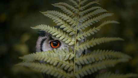 Curious Owl Peeking Through Ferns wallpaper