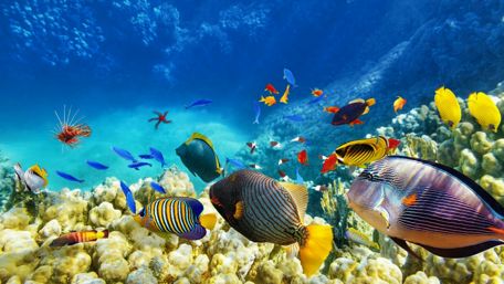 Underwater Paradise: Vibrant Coral Reef Scene wallpaper