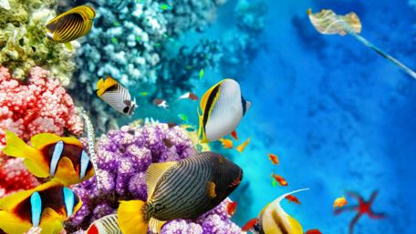 Colorful Underwater World of Coral Reef Fish wallpaper