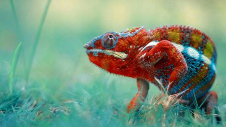Vibrant Chameleon in Nature wallpaper