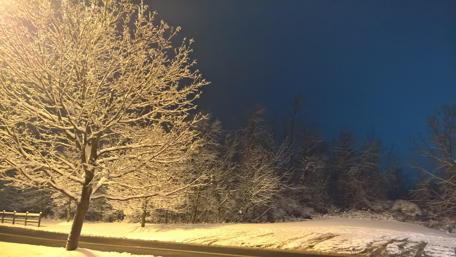 Snow tree blue night sky wallpaper