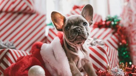 Christmas puppy wallpaper
