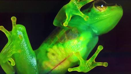 Inside a frog wallpaper