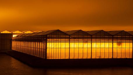 Greenhouses - Hoek van Holland wallpaper