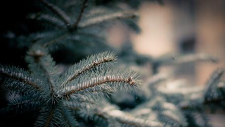 Snowy pine tree wallpaper
