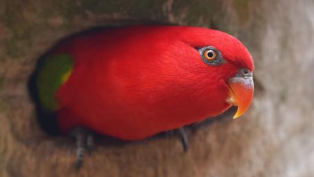 Red lorikeet wallpaper