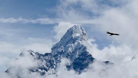 Flying bird above the Himalaya wallpaper
