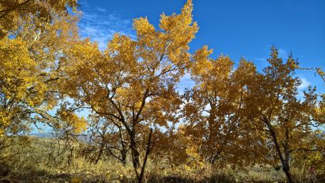 Autumn trees wallpaper