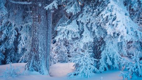 Blue winter ❄️ wallpaper