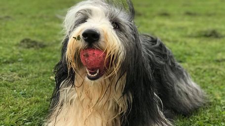 Playful Bearded Collie with a Ball in Open Field wallpaper