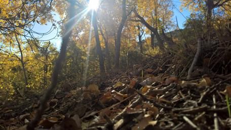 Autumn wallpaper