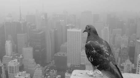 Manahattan monochrome photography wallpaper