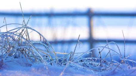 Frozen grass wallpaper