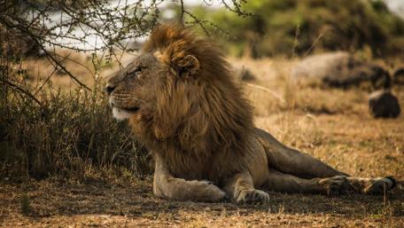 Lion - Serengeti wallpaper
