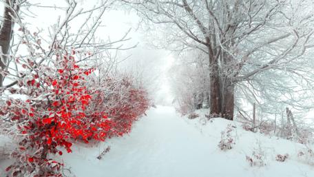 Winter Pathway with Red Leaves wallpaper