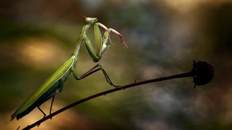 Praying Mantis wallpaper