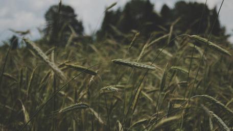 Green summer nature wallpaper