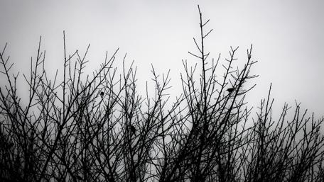 Monochrome twigs wallpaper