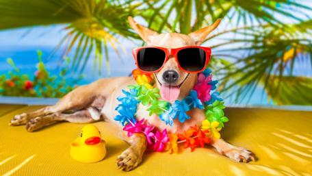 Dog vacation wallpaper