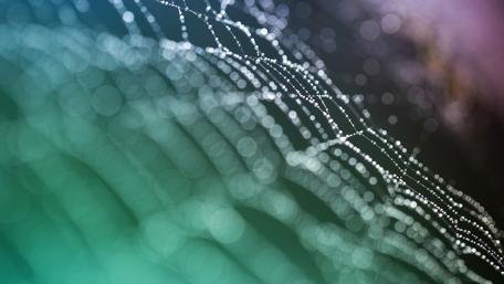 Spider web wallpaper
