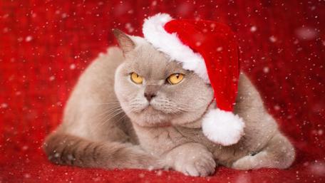 Festive Feline in Santa Hat wallpaper