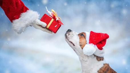 Festive Pup with Christmas Gift wallpaper